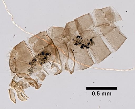 Leuctra duplicata