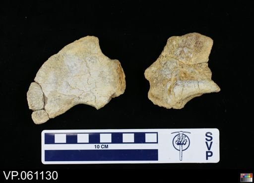 undet. Mosasauridae