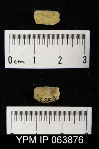 Leptaena delicata