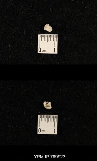 undet. Brachiopoda