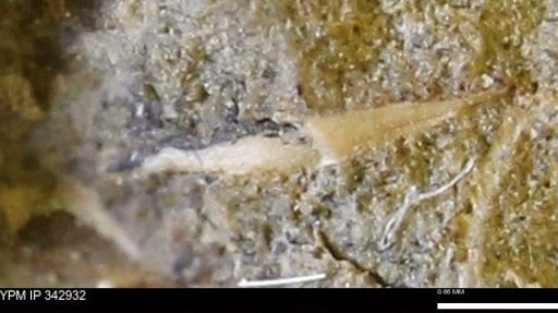 undet. Mollusca