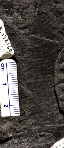 Pecopteris sp.