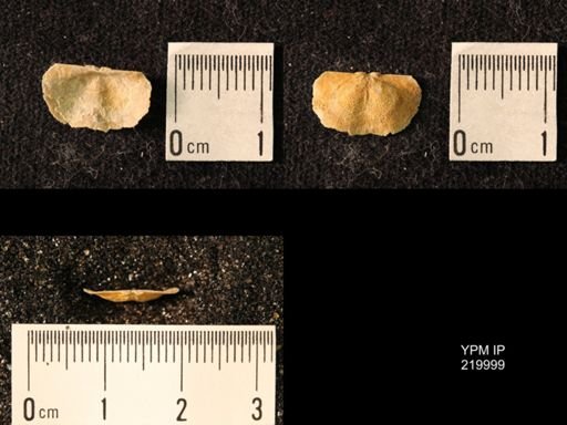 Chonetes sp.