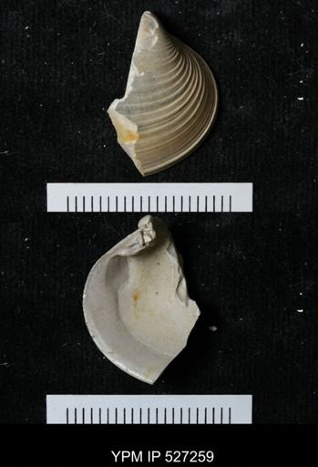 undet. Bivalvia