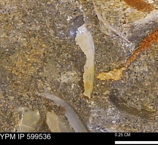 Protocardia subquadrata