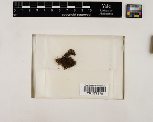 Plantae