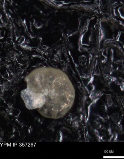undet. Foraminiferida