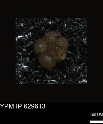 undet. Foraminiferida