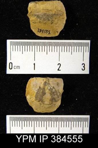 Productella pyxidata