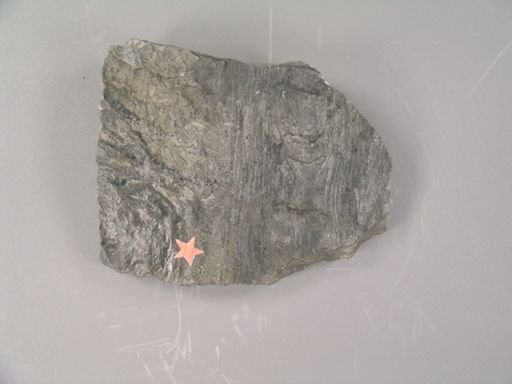 Megaphytum discretum