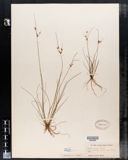 Juncus tenuis