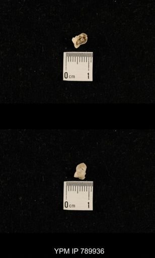 undet. Brachiopoda