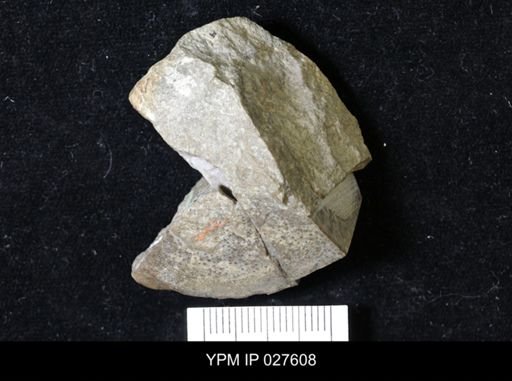 Brachiospongia digitata