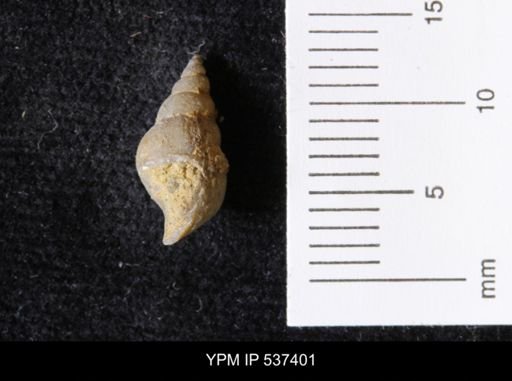 Goniobasis ortmanni