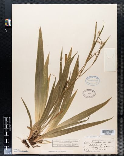 Carex laxiflora