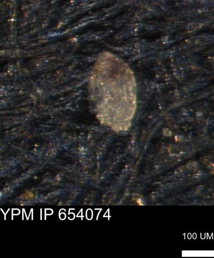 Spirolocammina planula