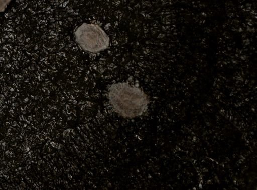 Stylochus ellipticus