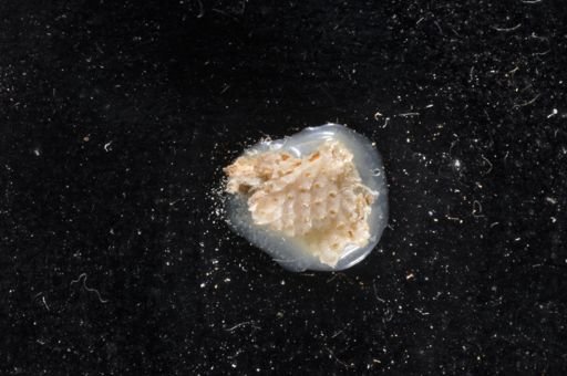 Calyptotheca obscura
