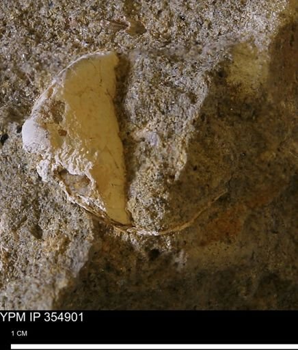 Bivalvia