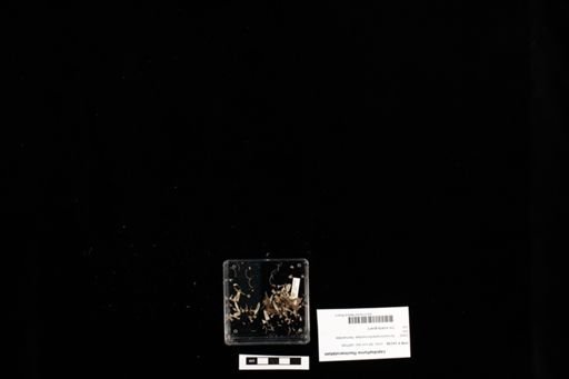 Lepidophyma flavimaculatum