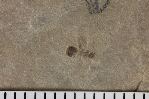 taxon undetermined