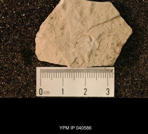 Blattaria