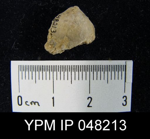 Parmorthis brownsportensis