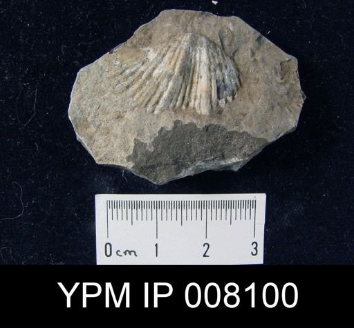 Spirifer sp.