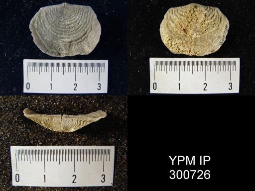 Leptaena rhomboidalis
