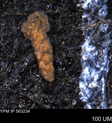 Verneuilinoides hectori