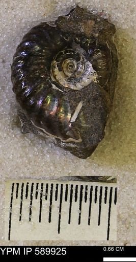 Hoploscaphites comprimus