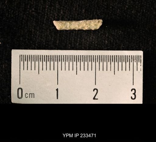 Archaeocidaris sp.