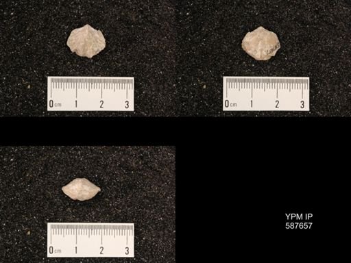 Atrypa marginalis