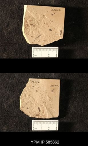 undet. Coleoptera