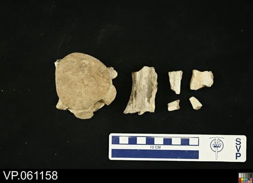 Mosasauridae
