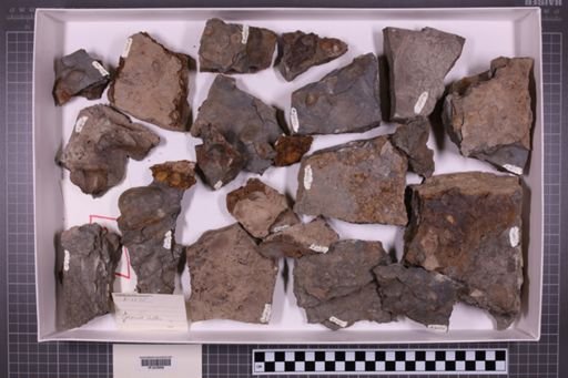 mixed taxa, stratigraphic collection