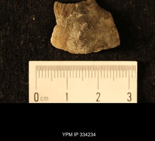 Agelacrinites pileus