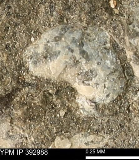 undet. Mollusca