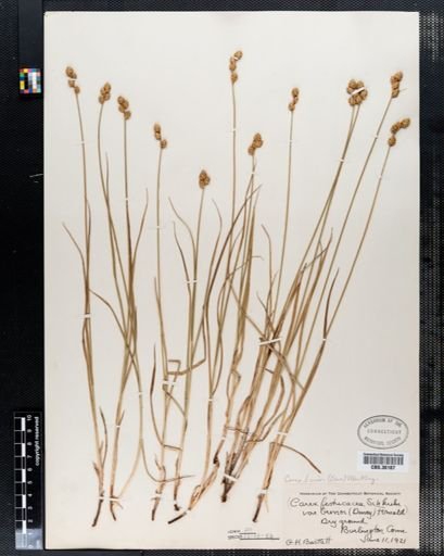 Carex brevior