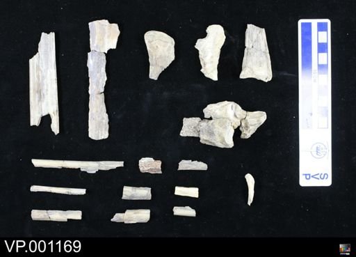 Pteranodon ingens