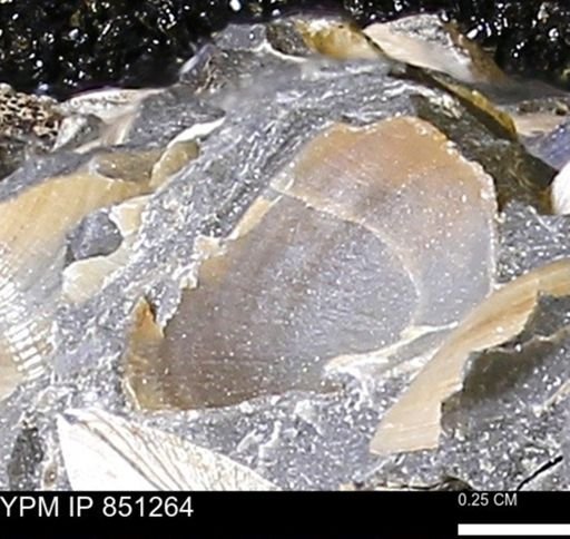 Limopsis striatopunctatus