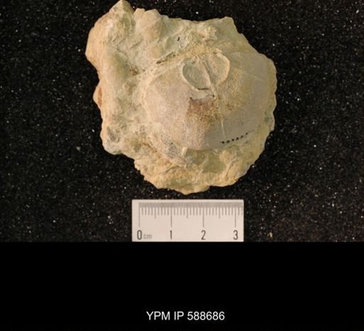 Strophomena sp.