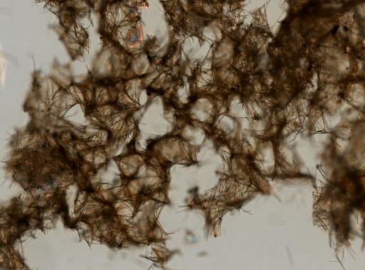 Tedania ignis
