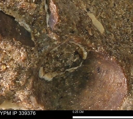 undet. Bivalvia