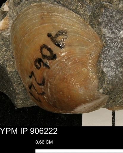 Limopsis striatopunctatus
