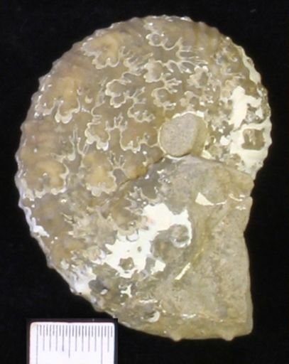 undet. Scaphitidae