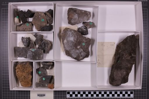 mixed taxa, stratigraphic collection