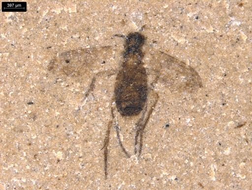undet. Diptera