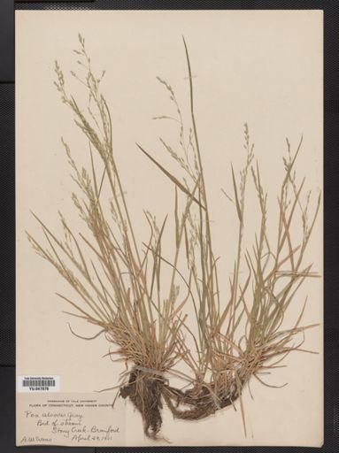 Poa alsodes