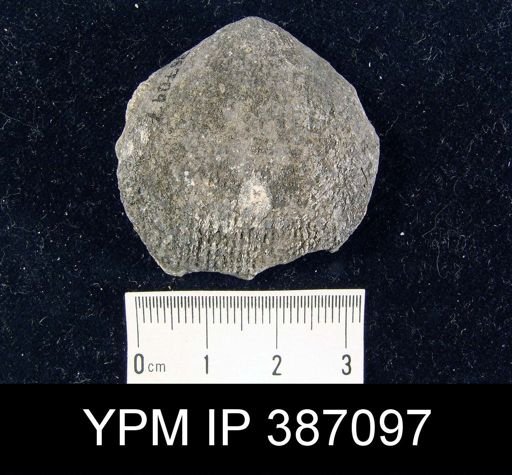 Atrypa reticularis